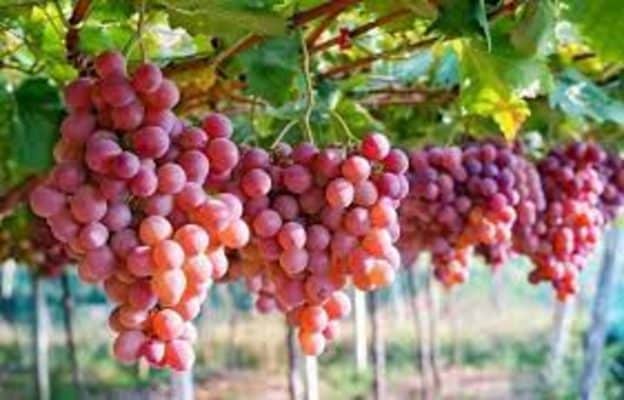 công dụng của quả nho